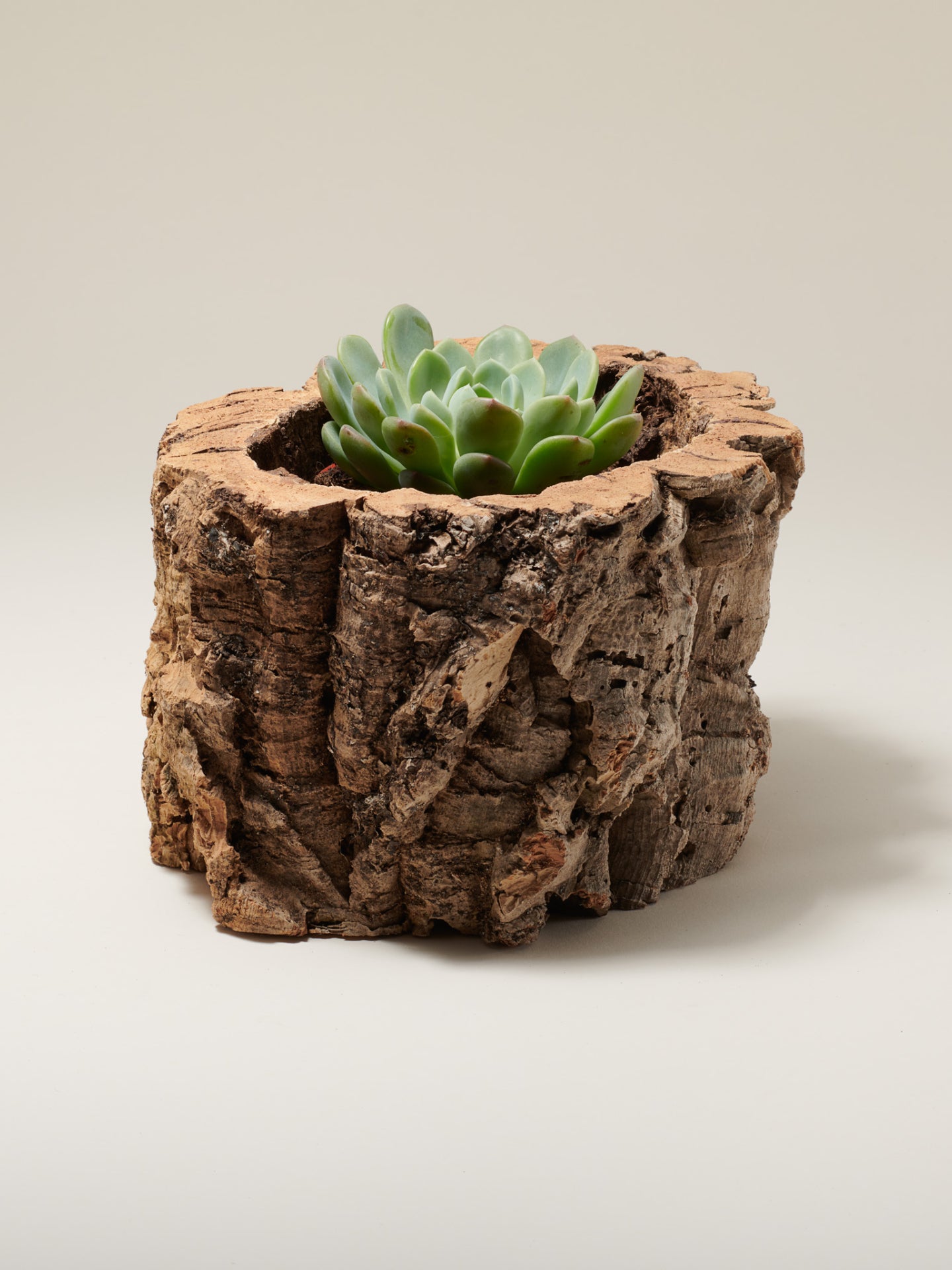 succulent bark Tiradia Cork Natural Cork Bark Planter