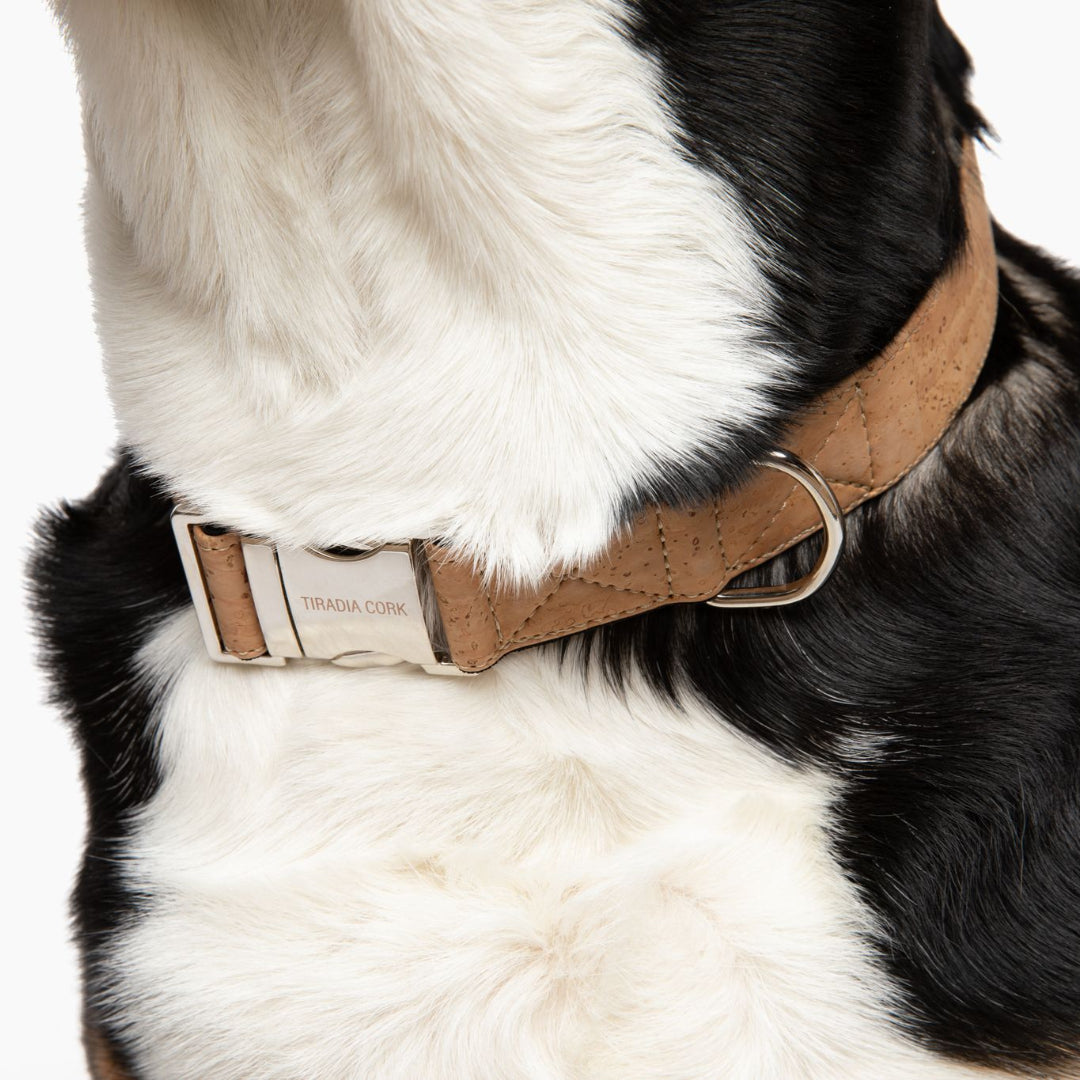 a black and white dog wearing a collar 
